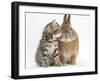 Tabby Kitten, Stanley, 5 Weeks, Eye to Eye with Netherland Dwarf Cross Rabbit, Peter-Mark Taylor-Framed Photographic Print