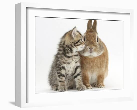 Tabby Kitten, Stanley, 5 Weeks, Eye to Eye with Netherland Dwarf Cross Rabbit, Peter-Mark Taylor-Framed Photographic Print