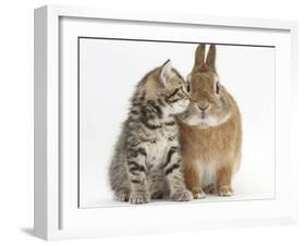 Tabby Kitten, Stanley, 5 Weeks, Eye to Eye with Netherland Dwarf Cross Rabbit, Peter-Mark Taylor-Framed Photographic Print