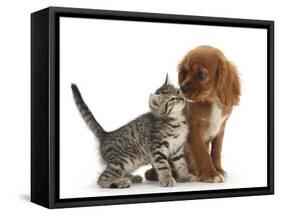 Tabby Kitten, Stanley, 8 Weeks, Nose to Nose with Ruby Cavalier King Charles Spaniel Bitch, Star-Mark Taylor-Framed Stretched Canvas