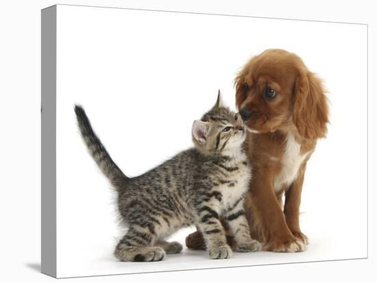 Tabby Kitten, Stanley, 8 Weeks, Nose to Nose with Ruby Cavalier King Charles Spaniel Bitch, Star-Mark Taylor-Stretched Canvas