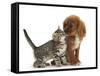 Tabby Kitten, Stanley, 8 Weeks, Nose to Nose with Ruby Cavalier King Charles Spaniel Bitch, Star-Mark Taylor-Framed Stretched Canvas