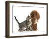 Tabby Kitten, Stanley, 8 Weeks, Nose to Nose with Ruby Cavalier King Charles Spaniel Bitch, Star-Mark Taylor-Framed Premium Photographic Print