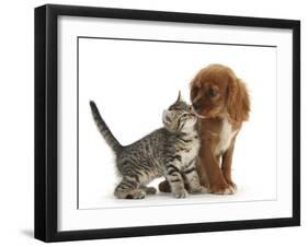 Tabby Kitten, Stanley, 8 Weeks, Nose to Nose with Ruby Cavalier King Charles Spaniel Bitch, Star-Mark Taylor-Framed Premium Photographic Print