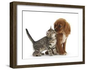 Tabby Kitten, Stanley, 8 Weeks, Nose to Nose with Ruby Cavalier King Charles Spaniel Bitch, Star-Mark Taylor-Framed Photographic Print