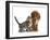Tabby Kitten, Stanley, 8 Weeks, Nose to Nose with Ruby Cavalier King Charles Spaniel Bitch, Star-Mark Taylor-Framed Photographic Print
