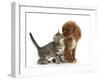 Tabby Kitten, Stanley, 8 Weeks, Nose to Nose with Ruby Cavalier King Charles Spaniel Bitch, Star-Mark Taylor-Framed Photographic Print