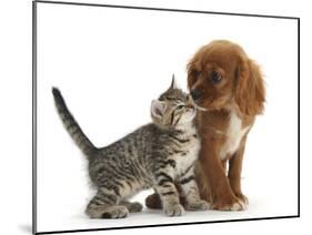 Tabby Kitten, Stanley, 8 Weeks, Nose to Nose with Ruby Cavalier King Charles Spaniel Bitch, Star-Mark Taylor-Mounted Photographic Print
