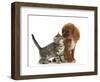 Tabby Kitten, Stanley, 8 Weeks, Nose to Nose with Ruby Cavalier King Charles Spaniel Bitch, Star-Mark Taylor-Framed Photographic Print