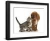 Tabby Kitten, Stanley, 8 Weeks, Nose to Nose with Ruby Cavalier King Charles Spaniel Bitch, Star-Mark Taylor-Framed Photographic Print