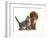 Tabby Kitten, Stanley, 8 Weeks, Nose to Nose with Ruby Cavalier King Charles Spaniel Bitch, Star-Mark Taylor-Framed Photographic Print