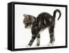 Tabby Kitten Stretching with Arched Back-Mark Taylor-Framed Stretched Canvas