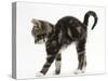 Tabby Kitten Stretching with Arched Back-Mark Taylor-Stretched Canvas