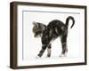 Tabby Kitten Stretching with Arched Back-Mark Taylor-Framed Photographic Print