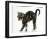 Tabby Kitten Stretching with Arched Back-Mark Taylor-Framed Photographic Print