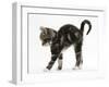 Tabby Kitten Stretching with Arched Back-Mark Taylor-Framed Photographic Print