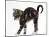 Tabby Kitten Stretching with Arched Back-Mark Taylor-Mounted Photographic Print