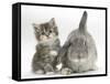 Tabby Kitten with Grey Windmill-Eared Rabbit-Mark Taylor-Framed Stretched Canvas