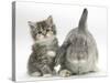 Tabby Kitten with Grey Windmill-Eared Rabbit-Mark Taylor-Stretched Canvas