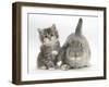 Tabby Kitten with Grey Windmill-Eared Rabbit-Mark Taylor-Framed Photographic Print