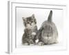 Tabby Kitten with Grey Windmill-Eared Rabbit-Mark Taylor-Framed Photographic Print