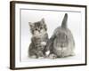 Tabby Kitten with Grey Windmill-Eared Rabbit-Mark Taylor-Framed Photographic Print