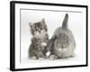 Tabby Kitten with Grey Windmill-Eared Rabbit-Mark Taylor-Framed Photographic Print