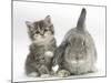 Tabby Kitten with Grey Windmill-Eared Rabbit-Mark Taylor-Mounted Photographic Print