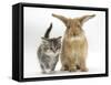 Tabby Kitten with Sandy Lionhead-Cross-Mark Taylor-Framed Stretched Canvas