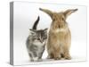 Tabby Kitten with Sandy Lionhead-Cross-Mark Taylor-Stretched Canvas