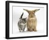 Tabby Kitten with Sandy Lionhead-Cross-Mark Taylor-Framed Photographic Print