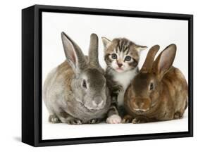 Tabby Kitten with Two Rabbits-Jane Burton-Framed Stretched Canvas