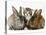 Tabby Kitten with Two Rabbits-Jane Burton-Stretched Canvas