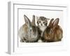 Tabby Kitten with Two Rabbits-Jane Burton-Framed Photographic Print