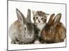 Tabby Kitten with Two Rabbits-Jane Burton-Mounted Photographic Print