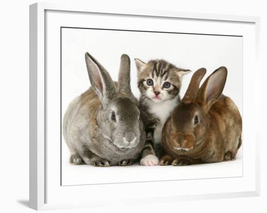 Tabby Kitten with Two Rabbits-Jane Burton-Framed Photographic Print