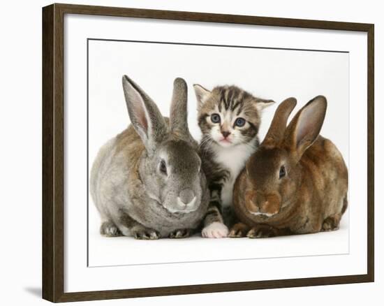Tabby Kitten with Two Rabbits-Jane Burton-Framed Photographic Print