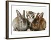 Tabby Kitten with Two Rabbits-Jane Burton-Framed Photographic Print