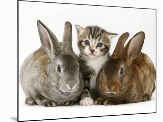 Tabby Kitten with Two Rabbits-Jane Burton-Mounted Photographic Print