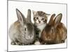 Tabby Kitten with Two Rabbits-Jane Burton-Mounted Photographic Print