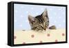 Tabby Kitten-null-Framed Stretched Canvas