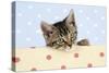 Tabby Kitten-null-Stretched Canvas