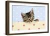 Tabby Kitten-null-Framed Photographic Print