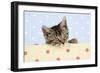 Tabby Kitten-null-Framed Photographic Print