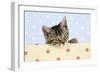 Tabby Kitten-null-Framed Photographic Print