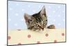 Tabby Kitten-null-Mounted Photographic Print