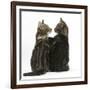 Tabby kittens, Picasso and Smudge, with paws on shoulders-Mark Taylor-Framed Photographic Print