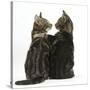 Tabby kittens, Picasso and Smudge, with paws on shoulders-Mark Taylor-Stretched Canvas