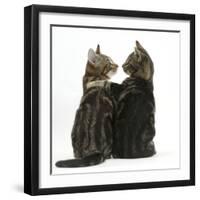 Tabby kittens, Picasso and Smudge, with paws on shoulders-Mark Taylor-Framed Photographic Print