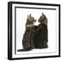 Tabby kittens, Picasso and Smudge, with paws on shoulders-Mark Taylor-Framed Photographic Print